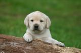 LABRADOR 1319